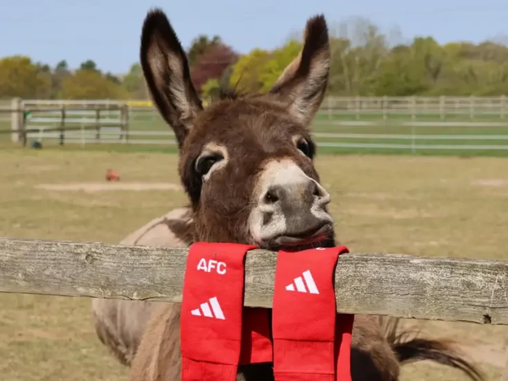 Arsenal donkey