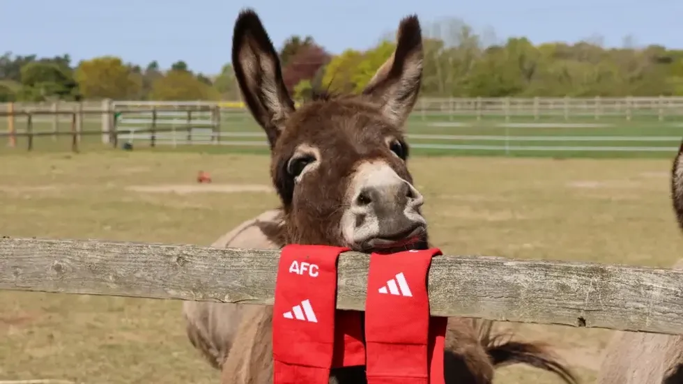 Arsenal donkey