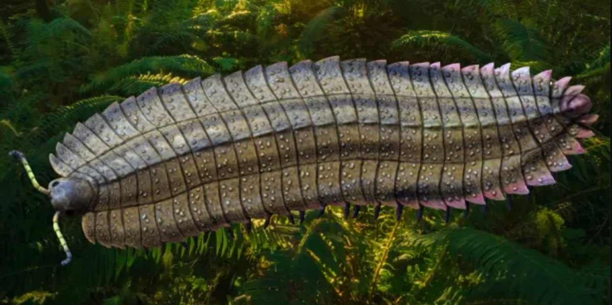 NextImg:Scientists make incredible discovery of 8.5 foot long mega-millipede