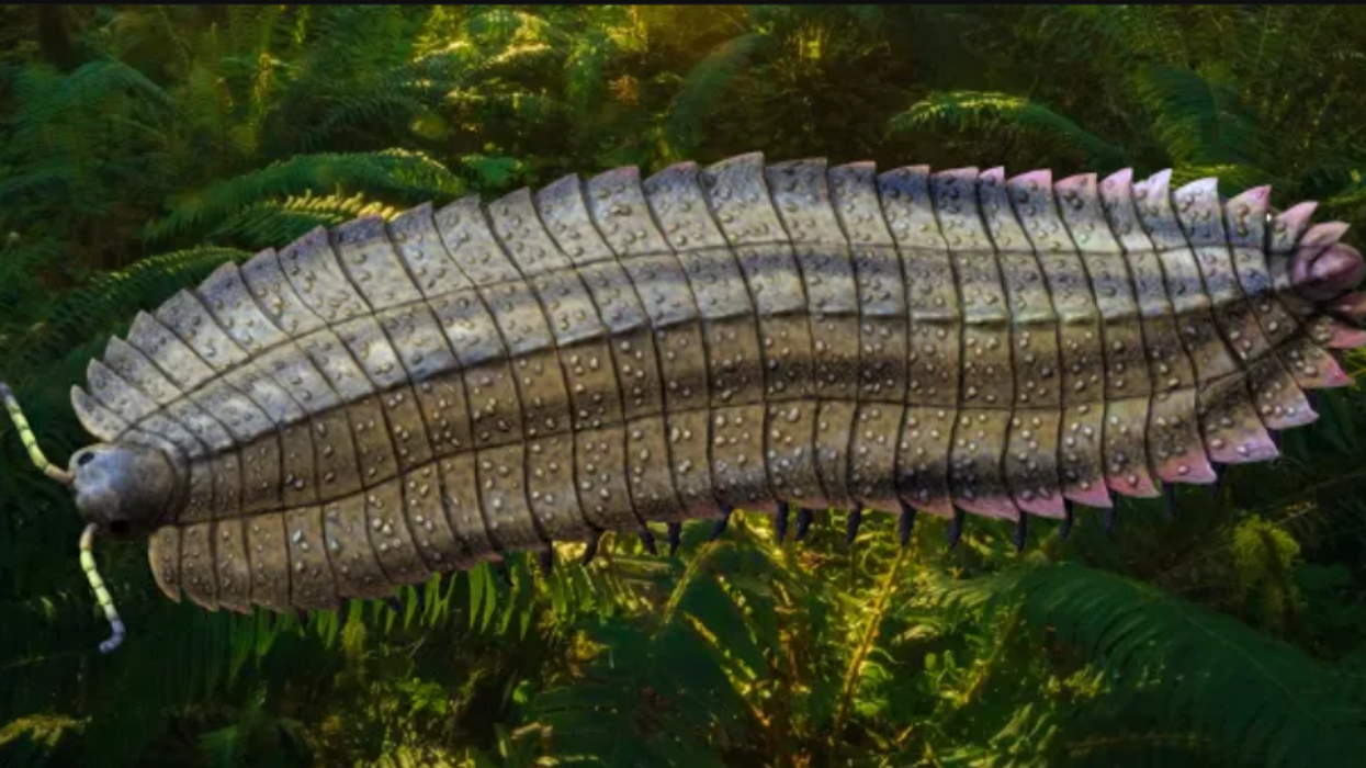Arthropleura