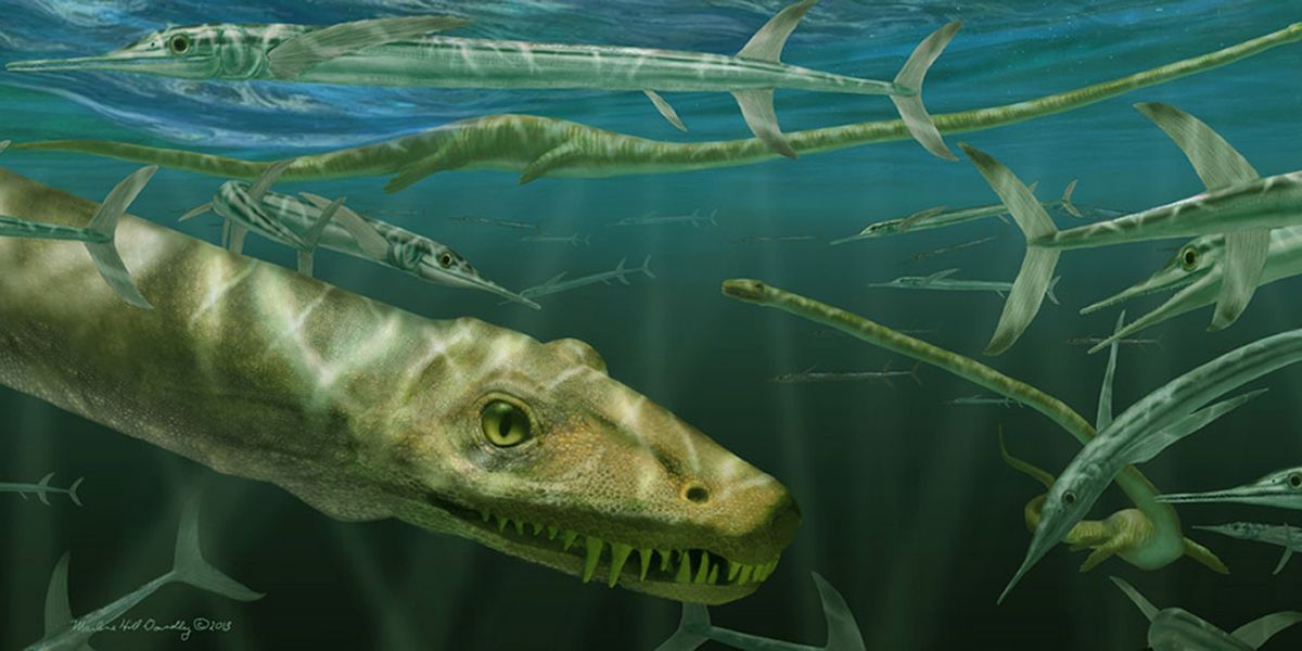 NextImg:Archaeologists find remarkable 240 million year old fossil of 16ft 'dragon'