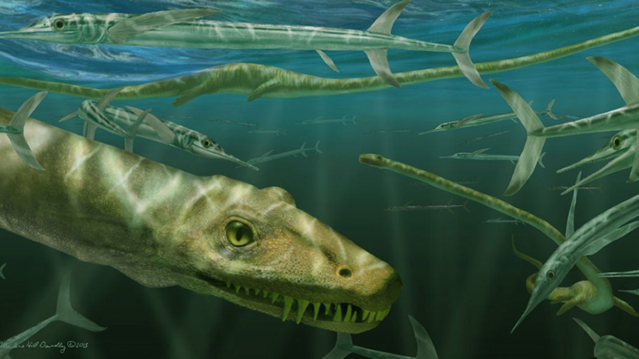 Artist impression of a Dinocephalosaurus orientalis
