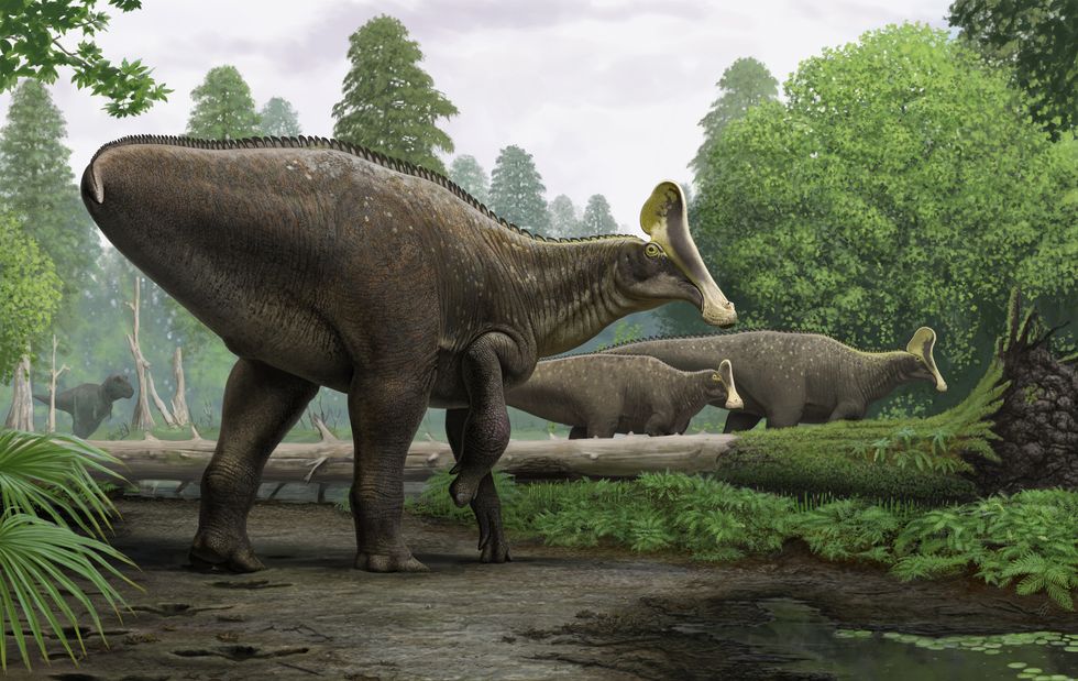 Artist's impression of a group of Amurosaurus riabinini. The individual in the foreground is limping because of a serious traumatic injury in the right wrist.