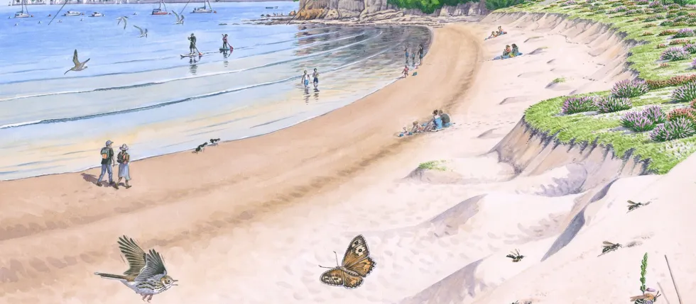 Artist's impression of what the beach could look like