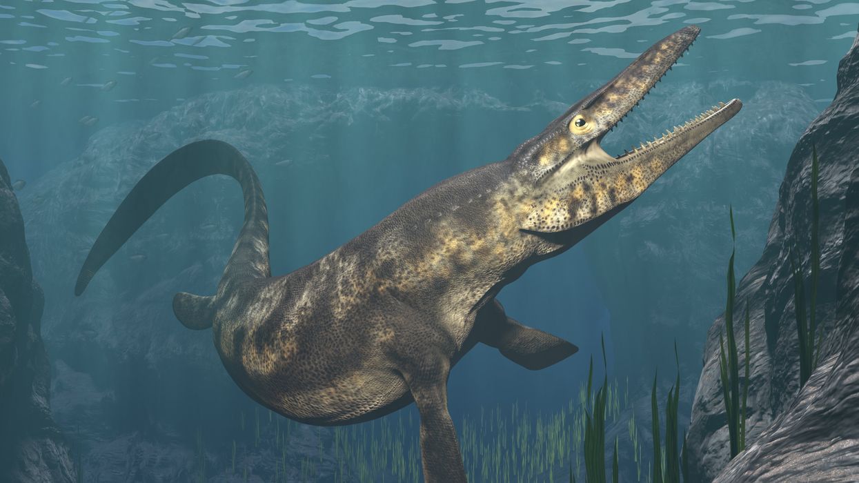 Artists rendition of mosasaurs