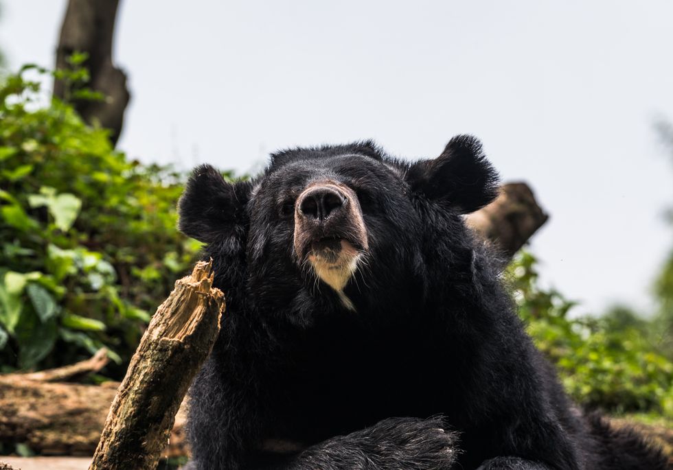 Asian black bear