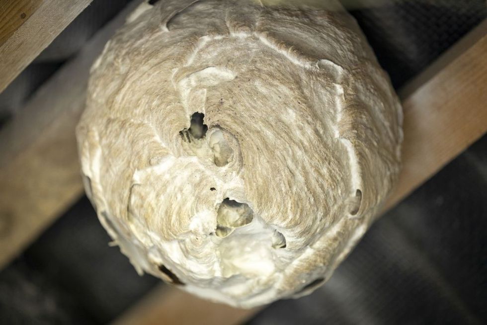 Asian hornet nest