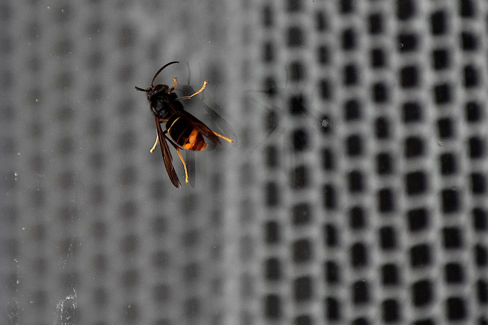 Asian hornet on window