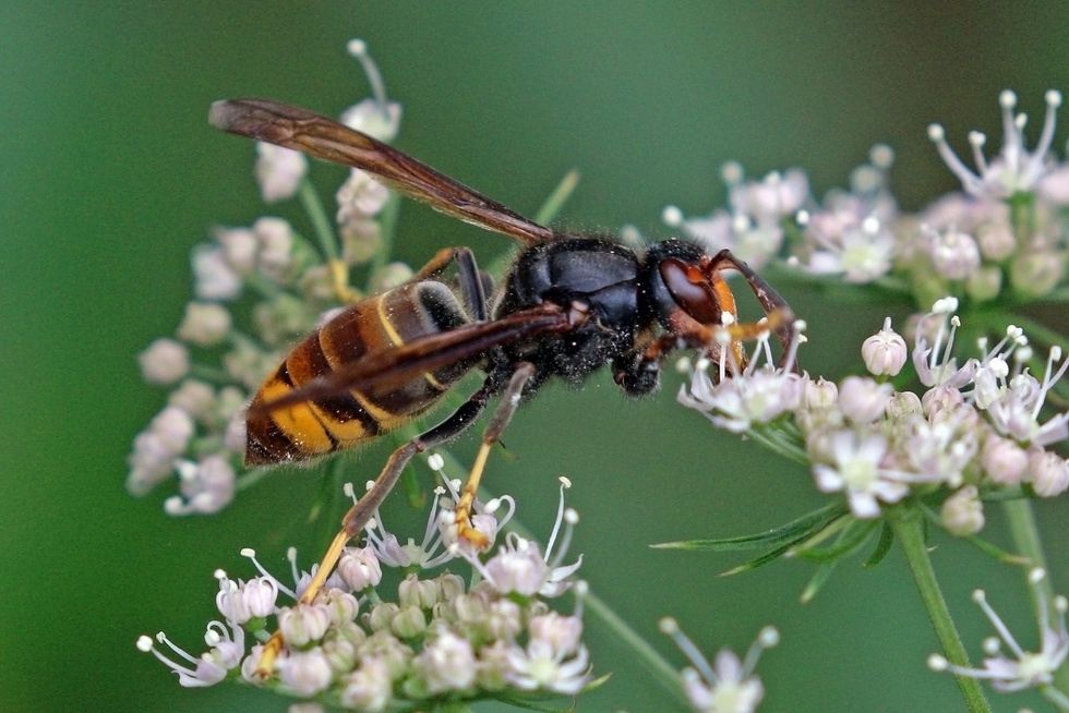 Asian hornet