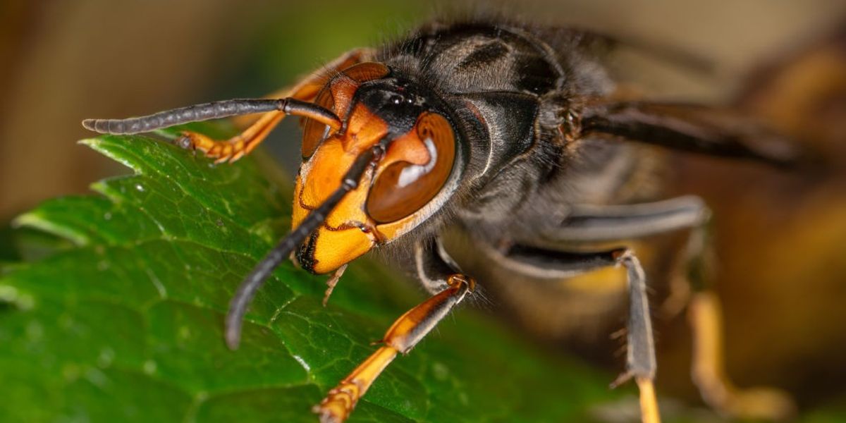 NextImg:Killer Asian hornets invade Britain as warning issued for ‘unprecedented’ surge in sightings