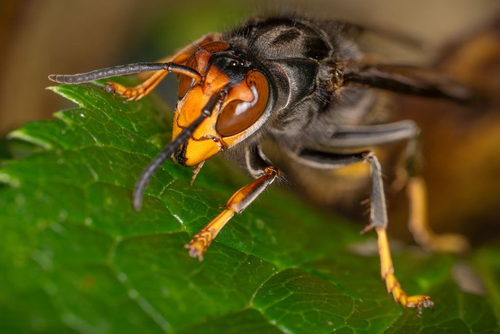 Asian hornet