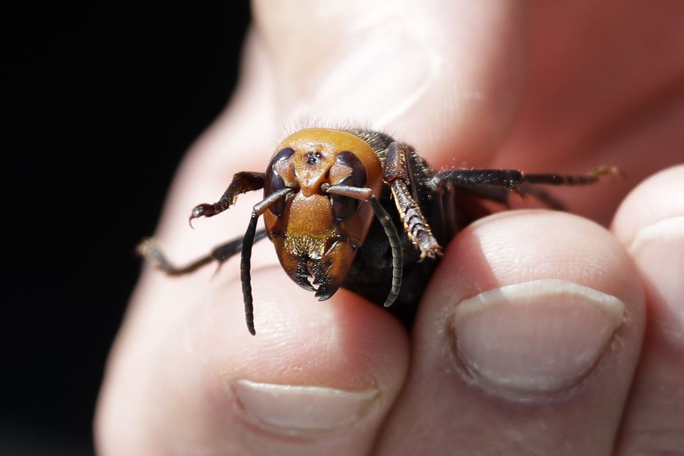 Asian hornet