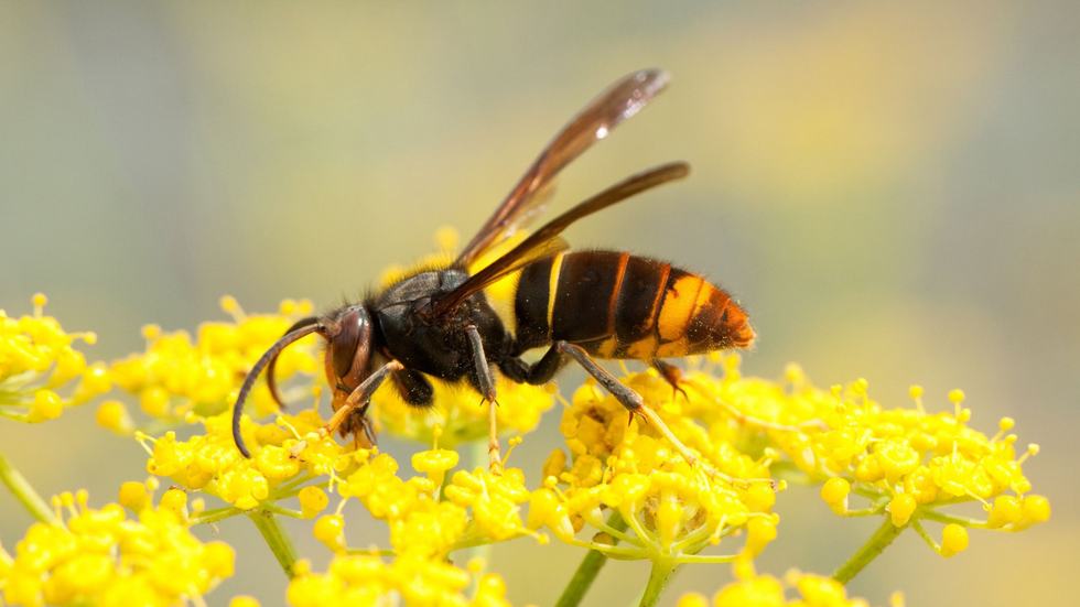 Asian Hornet