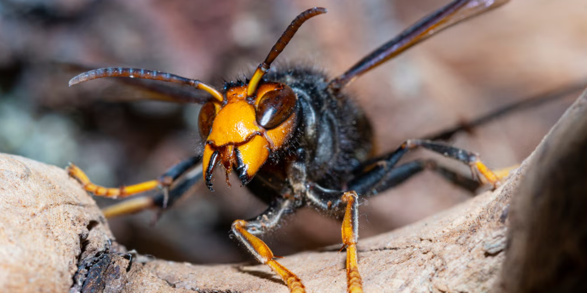 NextImg:Asian hornet invasion as biblical plague of killer insects risks WIPING OUT British bees