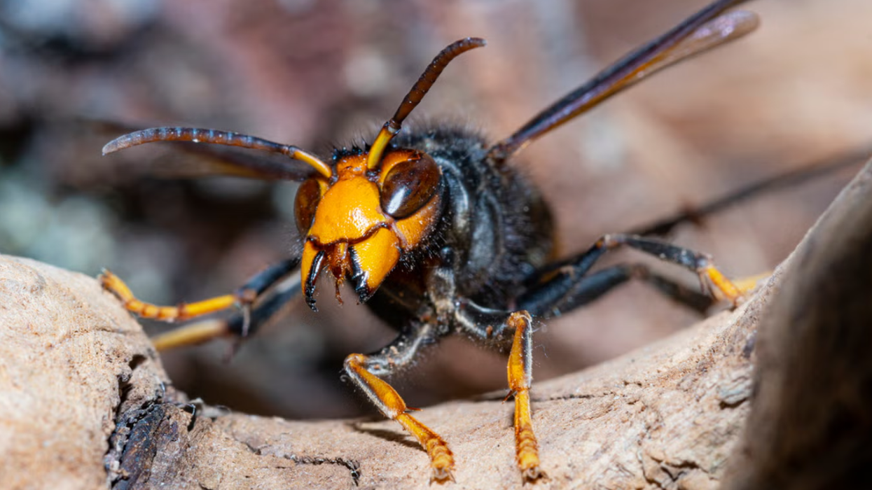 Asian hornet