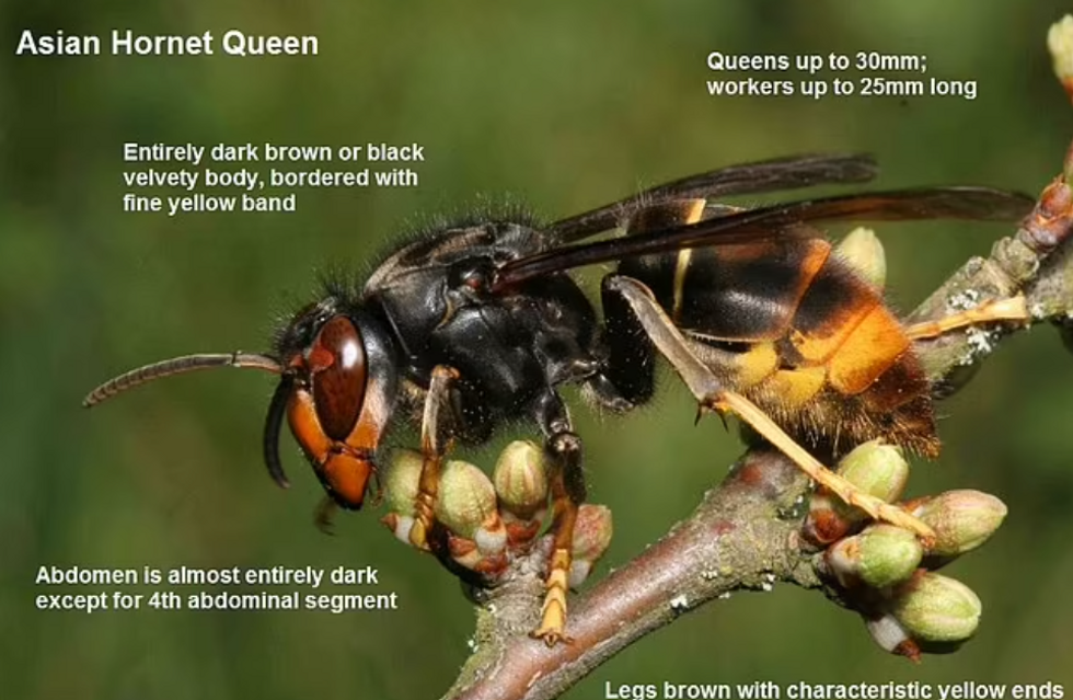 Asian hornet