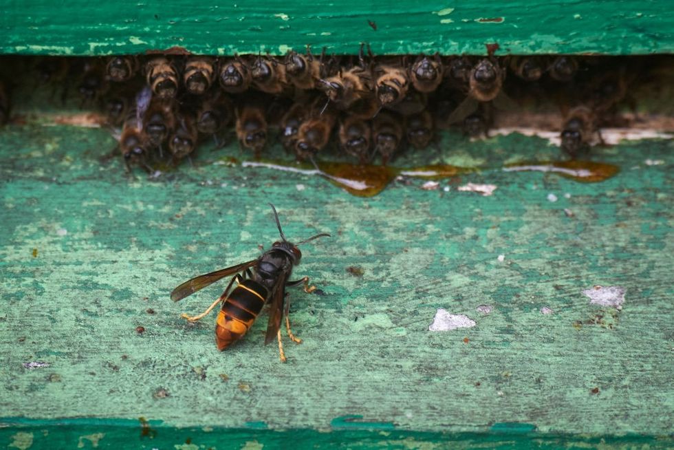 Asian hornets