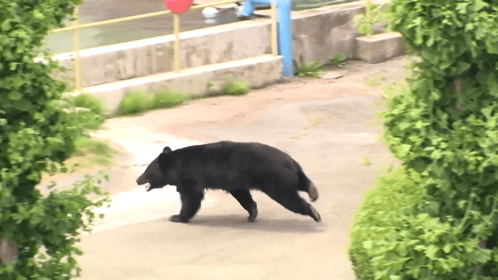 Asiatic black bears in Japan on the run