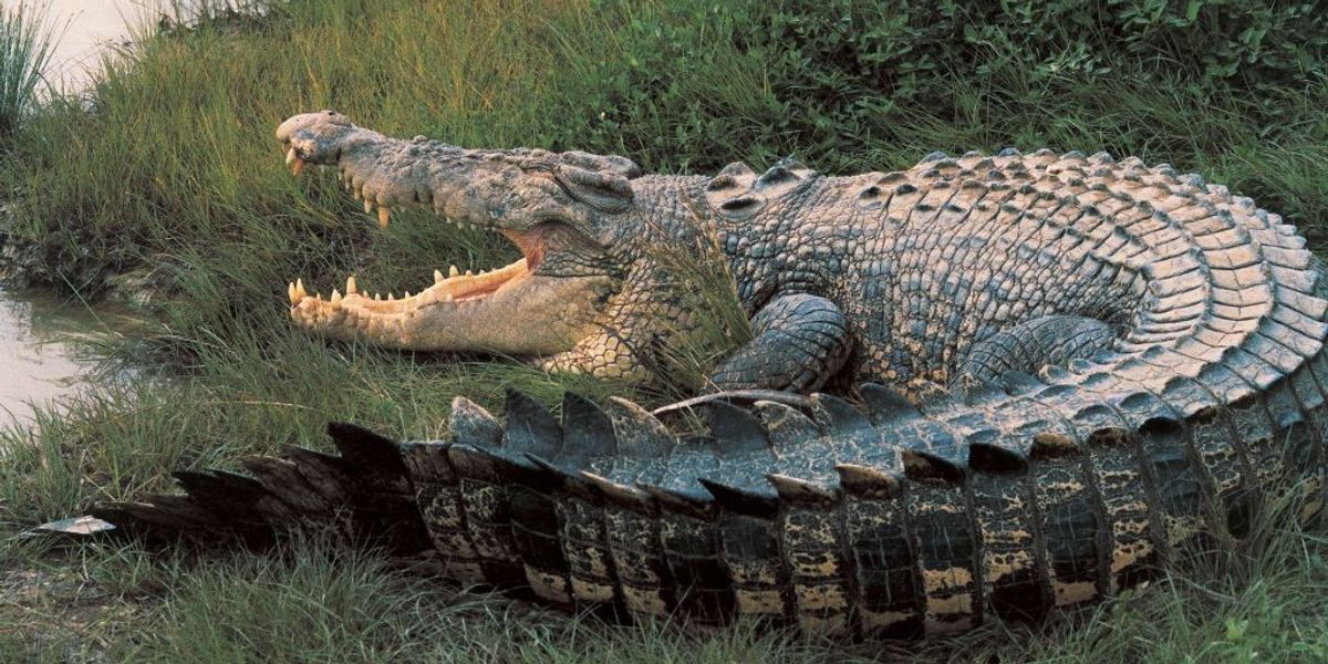 NextImg:Horrific Crocodile attack leaves child in critical condition with 'puncture wounds'