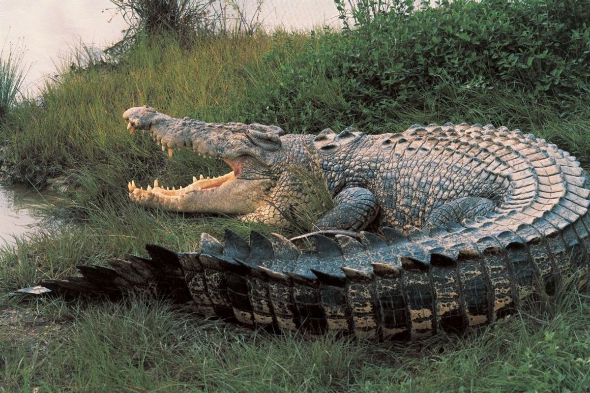 Australian saltwater crocodile in Kakadu National Park, Australia 