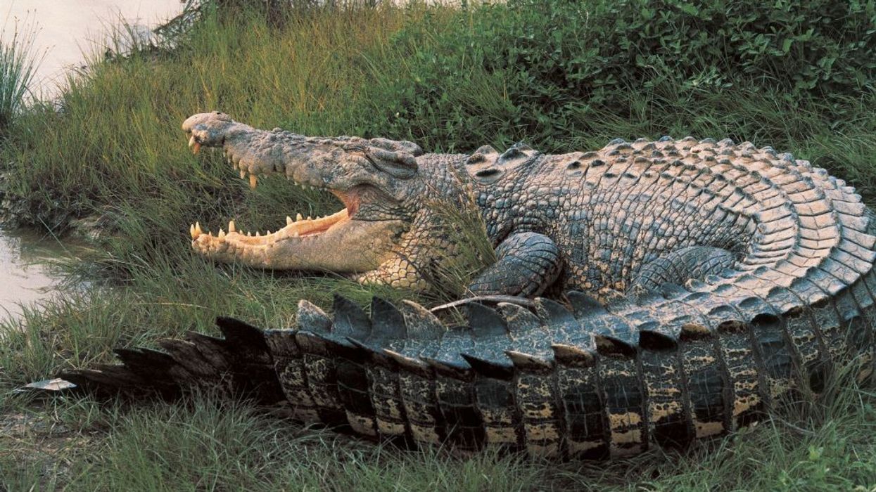 Australian saltwater crocodile in Kakadu National Park, Australia