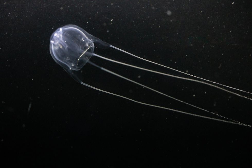 Australian sea wasp, box jellyfish