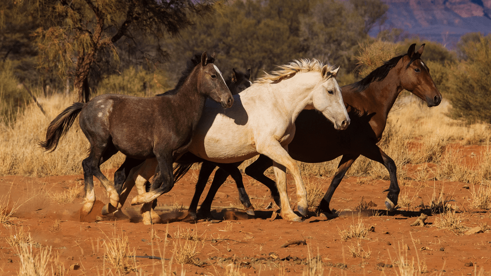 Australian wild horses