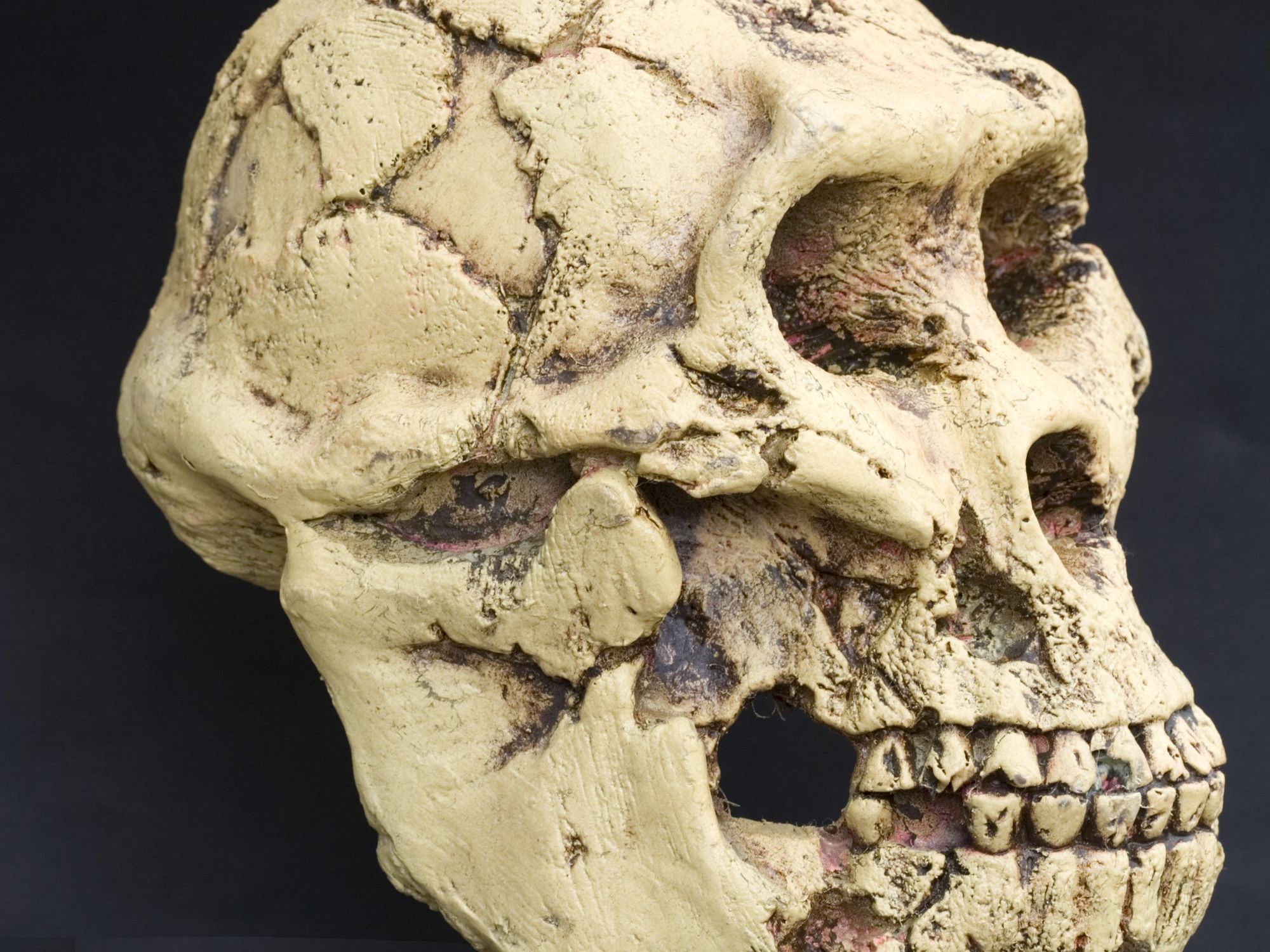 Australopithecus afarensis