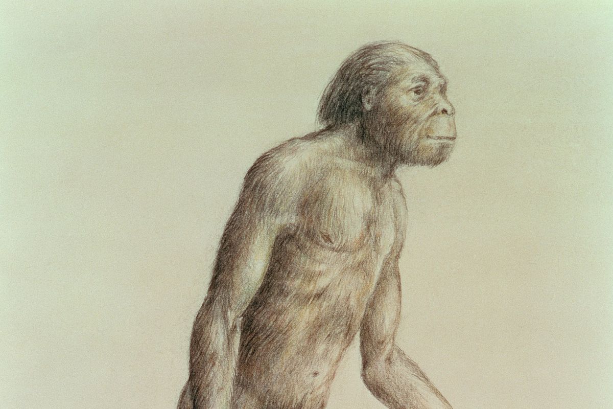 Australopithecus Africanus