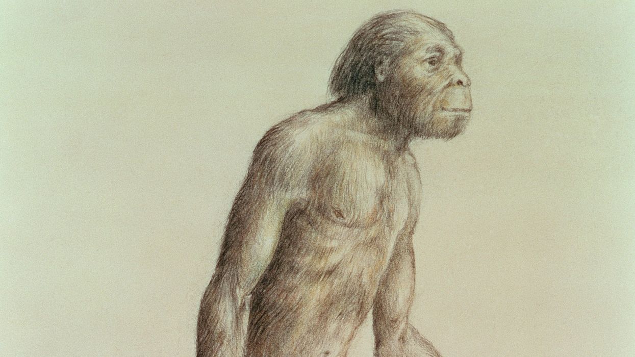 Australopithecus Africanus