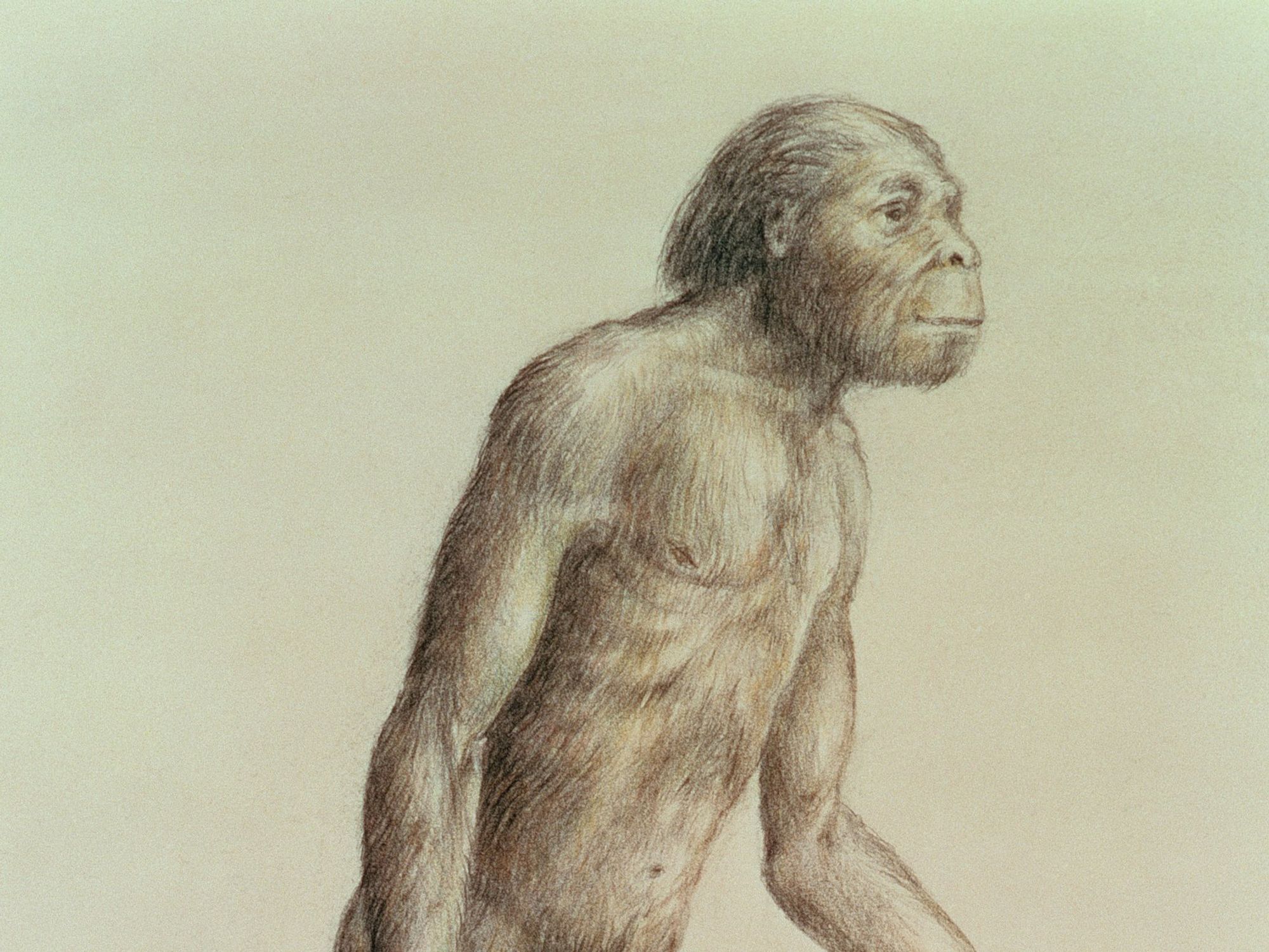 Australopithecus Africanus