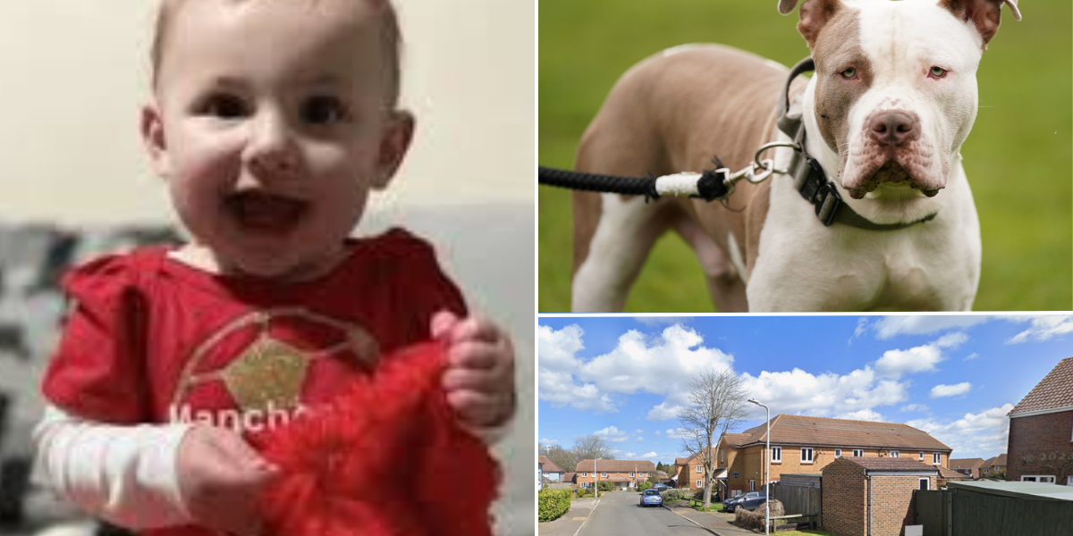 NextImg:Baby girl who was attacked by XL bully is 'doing really well' recovering at home after brutal mauling last month
