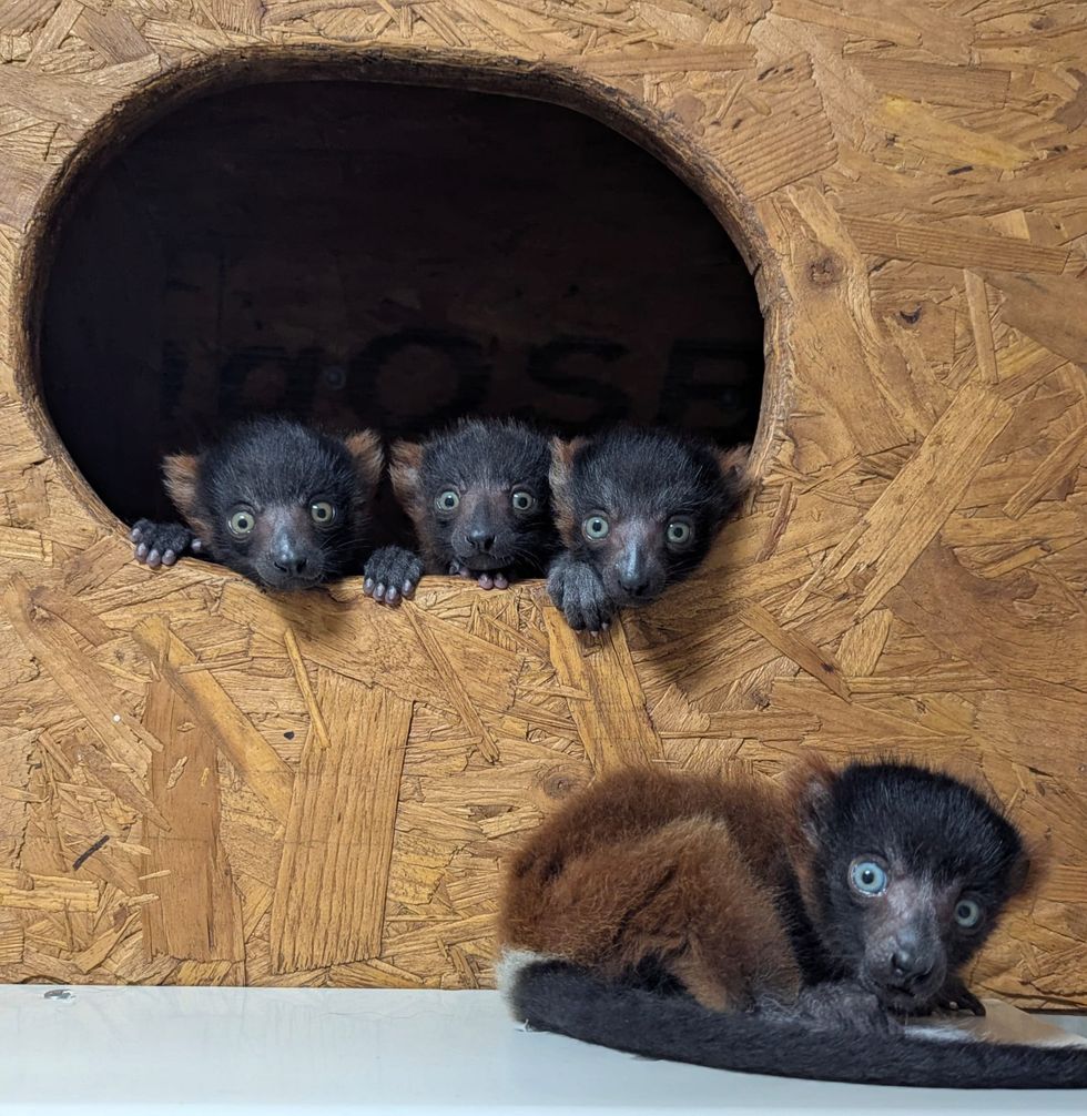 Baby lemurs