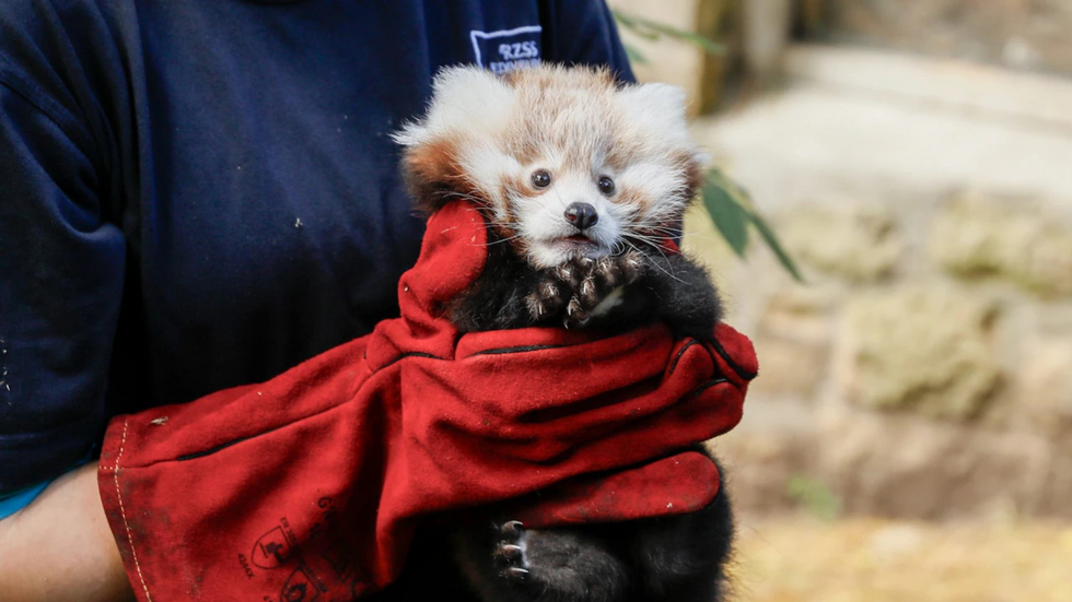 Baby Panda Edinburgh Zoo