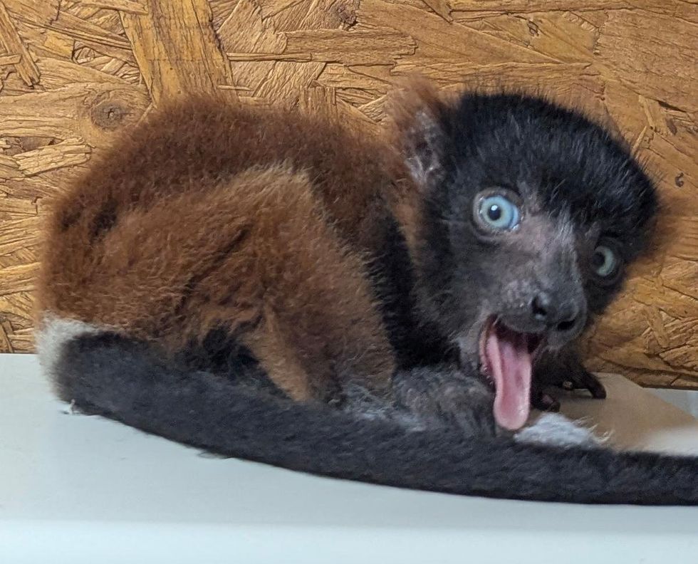 Baby red-ruffed lemur