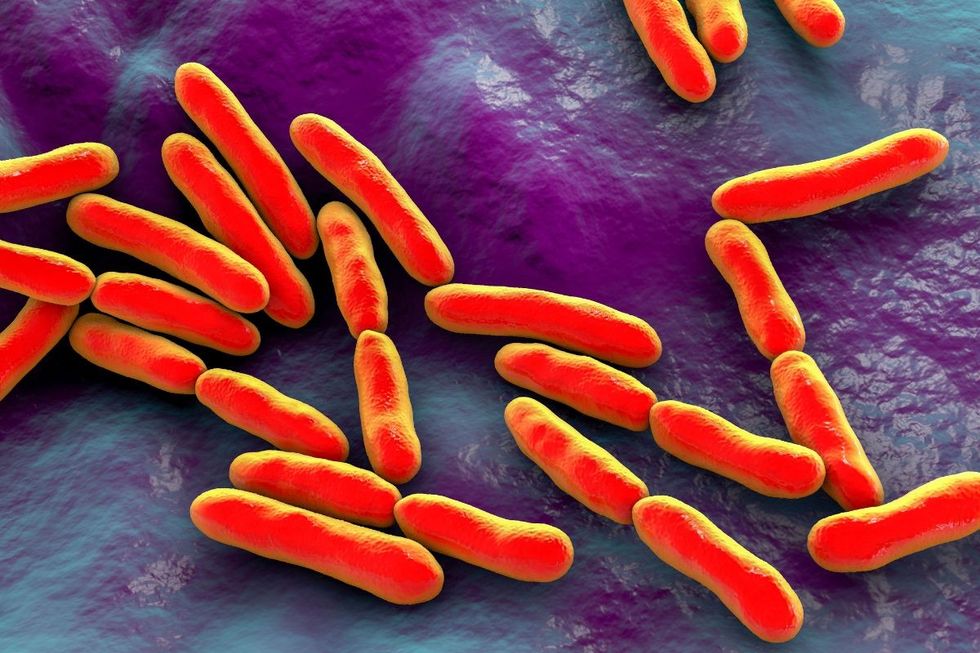 BACTERIA IN GUT ILLUSTRATION