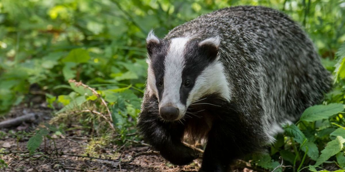 NextImg:Seaside town wages war on burrowing badgers after pesky critters wreak havoc on roads