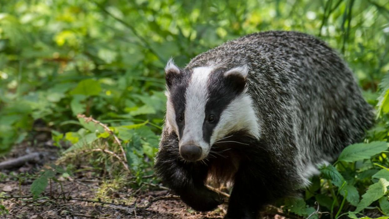 Badger