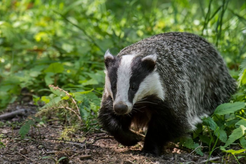 Badger