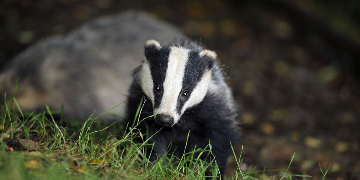 NextImg:Burrowing badgers cause £100,000 in road damage as repairs thwarted by red tape