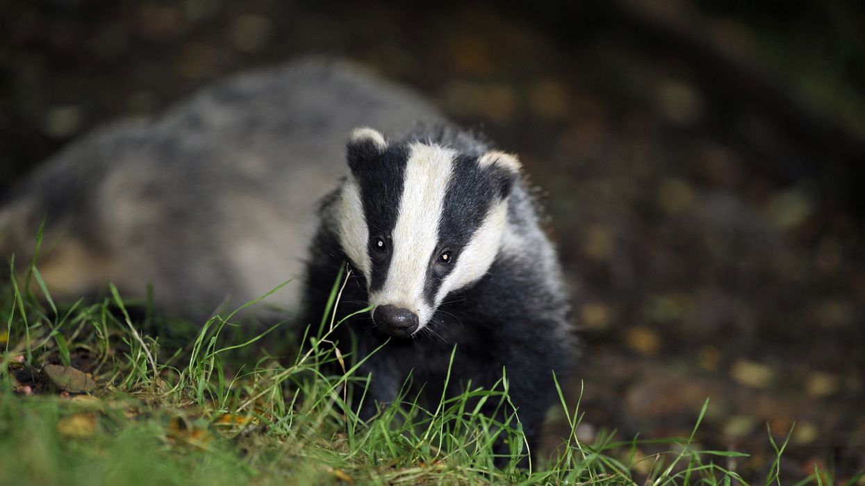 Badgers