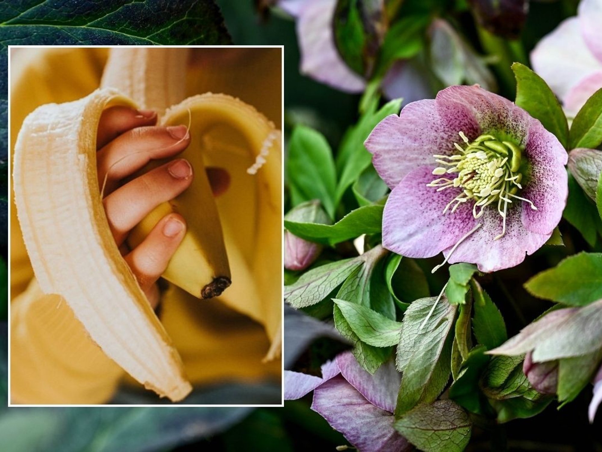 banana peel and hellebore