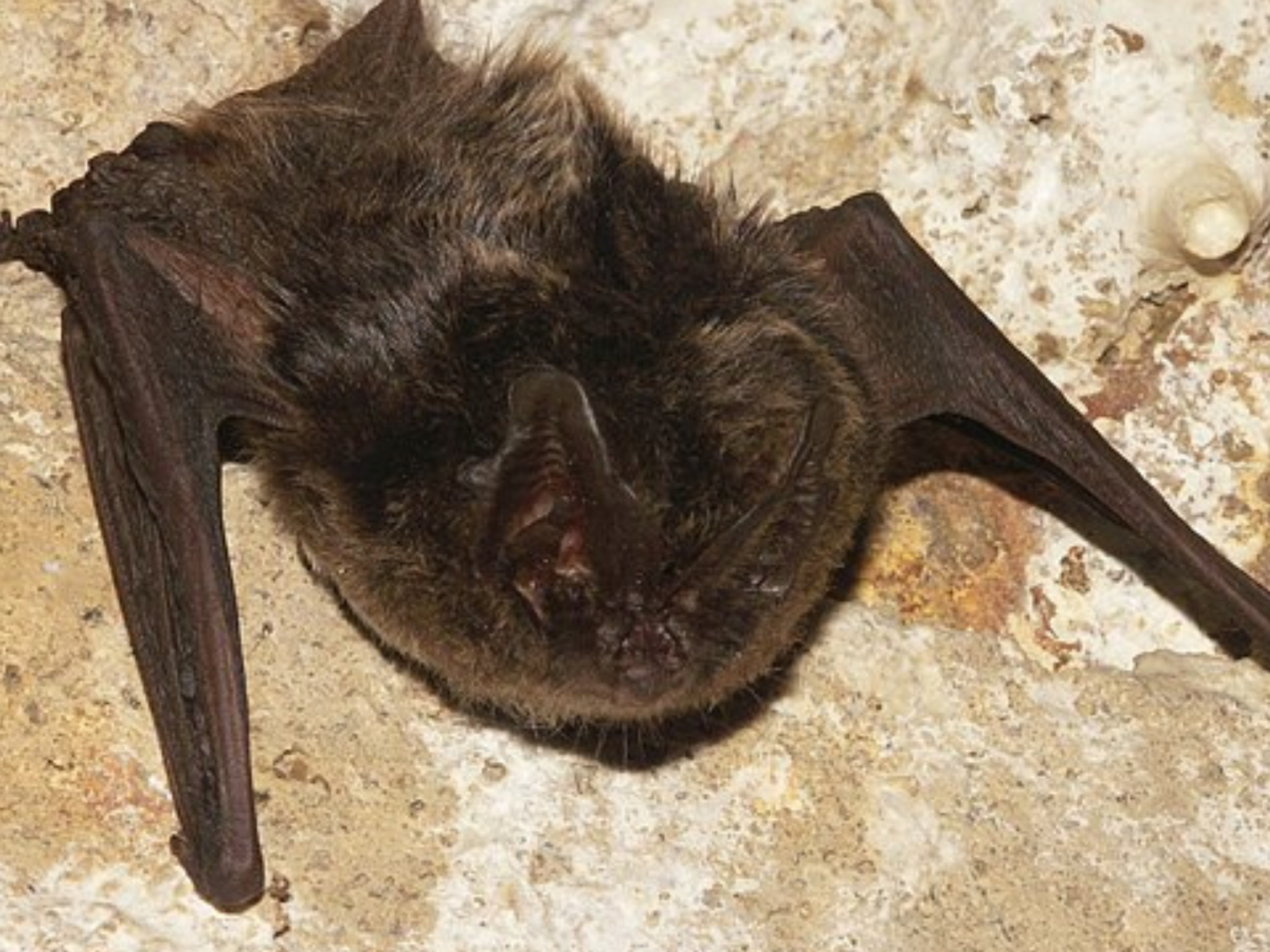 Barbastelle bat