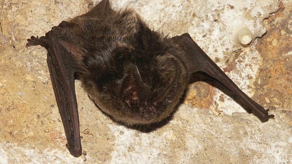 Barbastelle bat