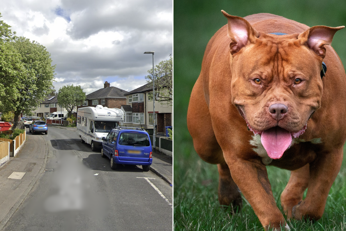 Bardsley Avenue/XL bully