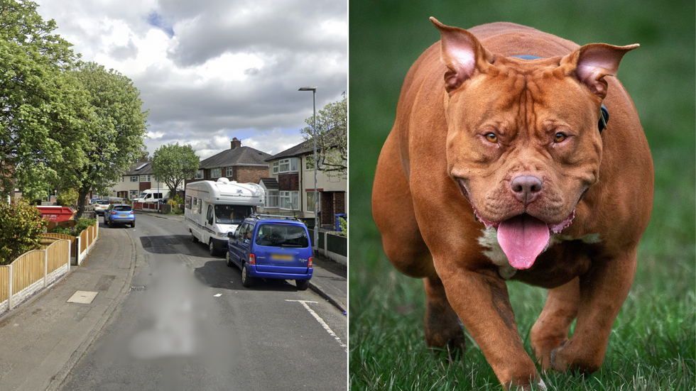 Bardsley Avenue/XL bully