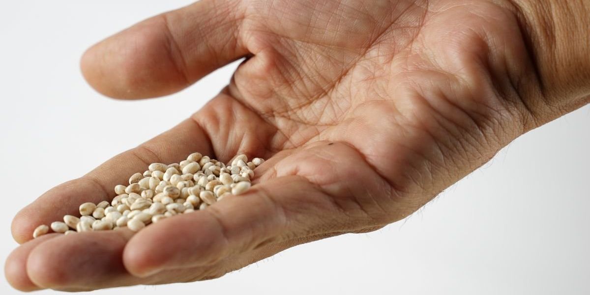 ‘Cholesterol-lowering’ grain backed by nutritionist could cut bad lipids by up to 15% within weeks ‘Cholesterol-lowering’ grain backed by nutritionist could cut bad lipids by up to 15% within weeks