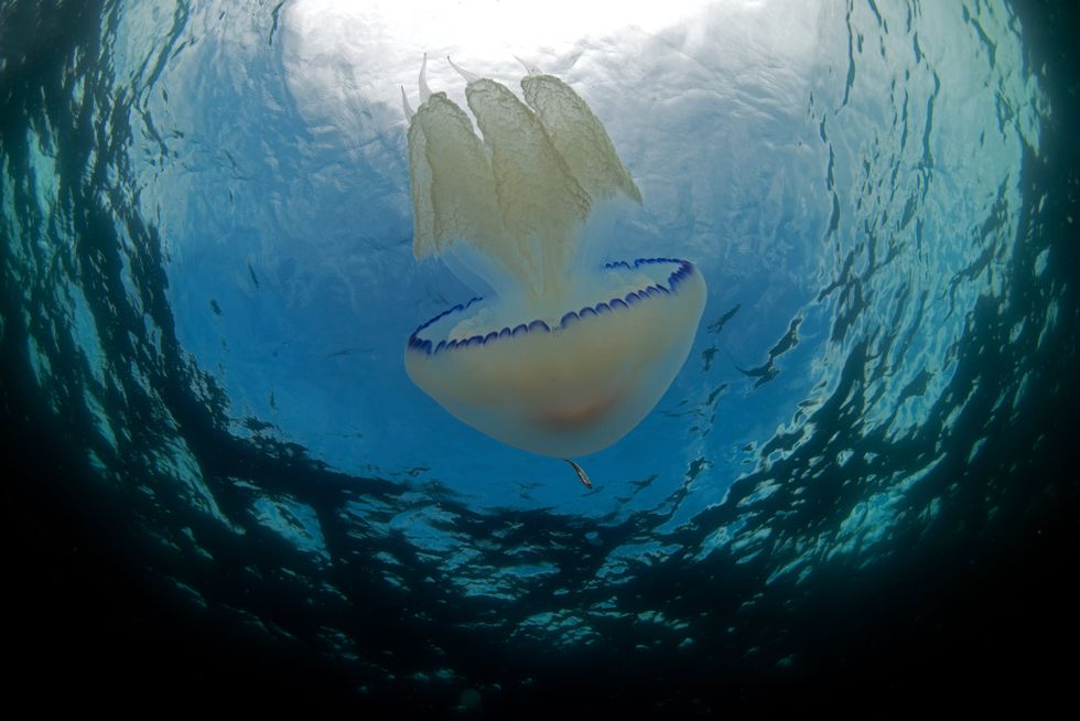 Barrel jellyfish