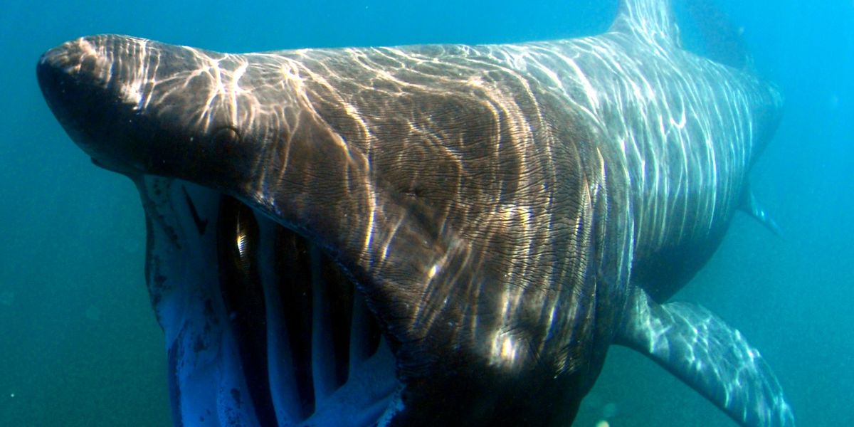 NextImg:UK to see boom in endangered sharks and native oysters in warmer British waters