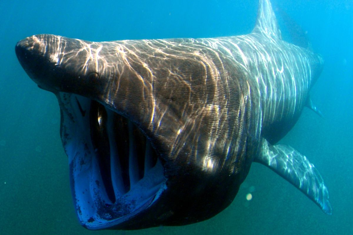 Basking shark
